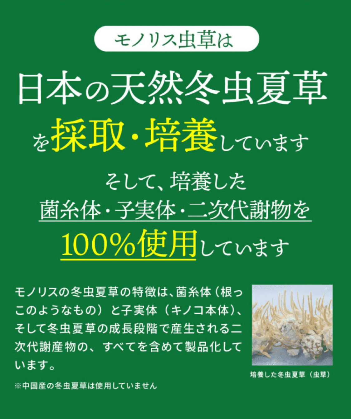 モノリス虫草は日本の天然冬虫夏草を採取・培養しています そして、培養した菌糸体・子実体・二次代謝物を100%使用しています