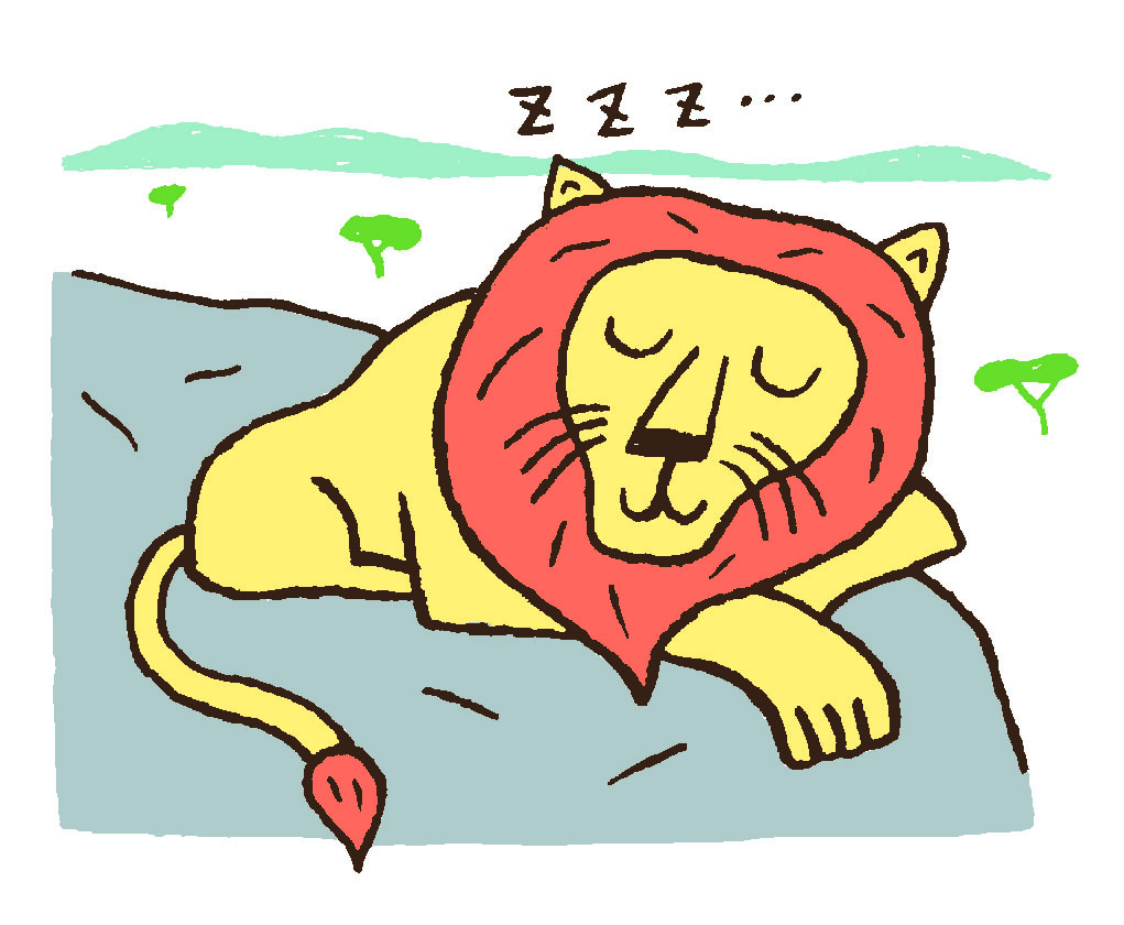 寝すぎても肥らないライオン